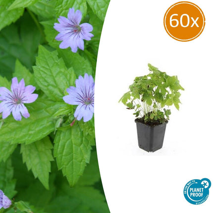 Knotiger Storchschnabel Geranium nodosum – ↕10-25cm – Ø9cm – 60 Pflanzen – Winterharte Staude & Bodendecker – Für Schatten & Halbschatten