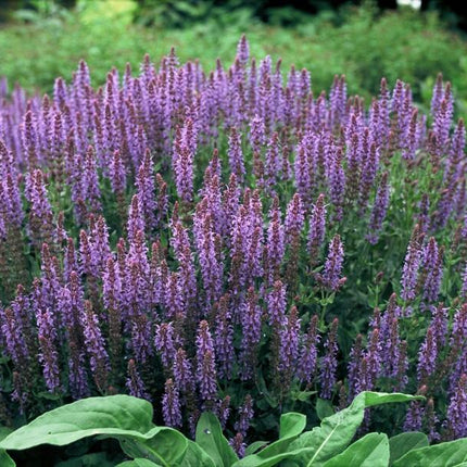 Blüten-Salbei Salvia nemorosa 'Caradonna' – ↕10-25cm – Ø9cm – 6 Pflanzen – Tiefviolett – Bienenfreundlich – Pflegeleicht – Sonniger Standort
