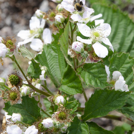 Brombeere - Rubus fruticosus Black Satin - Dornenlose Brombeerpflanze - Ø13cm - Höhe ca. 45cm - Winterharte Obstpflanze für Garten und Terrasse