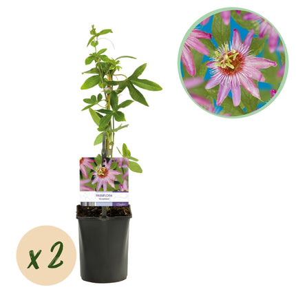 Passionsblume Passiflora Anastasia – 2 Pflanzen 11cm – ca. 40cm hoch – Exotische Kletterpflanze mit rosa Blüten – Pflegeleicht & dekorativ