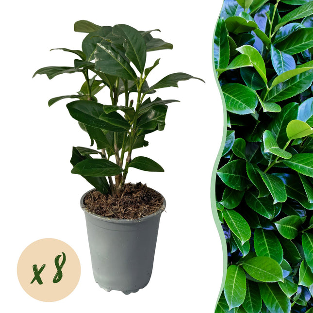 Kirschlorbeer Prunus laurocerasus Novita – Immergrüne Heckenpflanzen – 8 Pflanzen – 1m – 9cm Höhe 30-35cm – Grün – Pflegeleicht