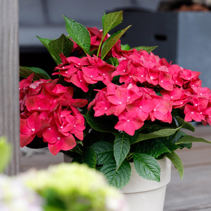 Hydrangea macrophylla Ruby Tuesday & Sapphire – Gartenhortensie – 2 Pflanzen – 23cm – Höhe 55cm – Rot und Blau – Balkonpflanze – 6-10 Blüten