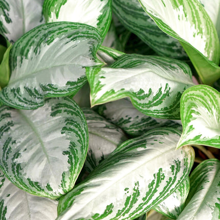 Aglaonema Silver Bay – 17cm – Höhe 70-75cm – Pflegeleichte silber – grüne Zimmerpflanze mit dekorativem Blattmuster für Wohnräume und Büro