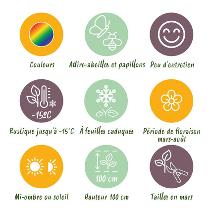 Staudenset – Weiß – 8 weiße Blühstauden – Für 1m² Beet – Pflegeleicht – Eleganter Blütenteppich – Für sonnige Standorte – Ø11cm