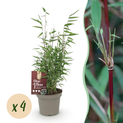 Bambus Fargesia Red Dragon – Immergrün – 4 Pflanzen – Nicht ausbreitend – Mit roten Stängeln – Für Hecke, Garten & Terrasse – Ø14cm Höhe ca. 35cm