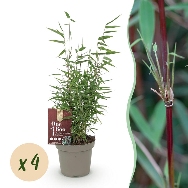 Bambus Fargesia Red Dragon – Immergrün – 4 Pflanzen – Nicht ausbreitend – Mit roten Stängeln – Für Hecke, Garten & Terrasse – Ø14cm Höhe ca. 35cm