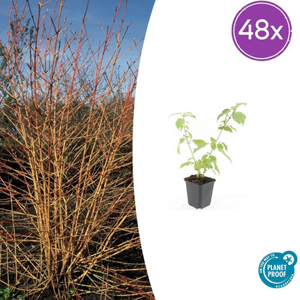 Cornus sanguinea 'Anny's Winter Orange' – 48 Pflanzen – ↕10-25cm – Ø9cm – Winterharte Ziersträucher – Leuchtend Orangefarbene Zweige
