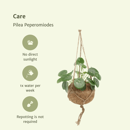 Kokodama Pilea Peperomioides – 2 Pflanzen – 20cm – Ø15 – Nachhaltige Pfannkuchenpflanzen im Kokodama – Kokostopf