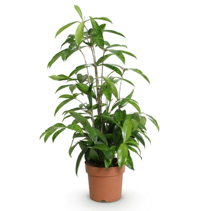 Dracaena surculosa – Drachenblutbaum – 17cm – Höhe 60-70cm – Pflegeleichte grüne Zimmerpflanze mit eleganten Blättern für Wohn – und Arbeitsräume