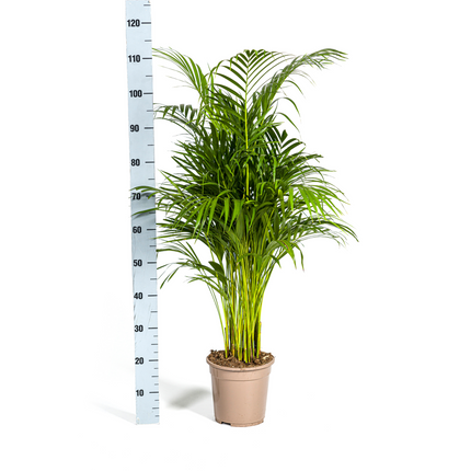 Dypsis Areca Lutescens inkl. Naturkorb – Höhe 100-120cm – Ø21cm – Goldpalme mit leuchtend grünen Blättern – Luftreinigende Zimmerpflanze