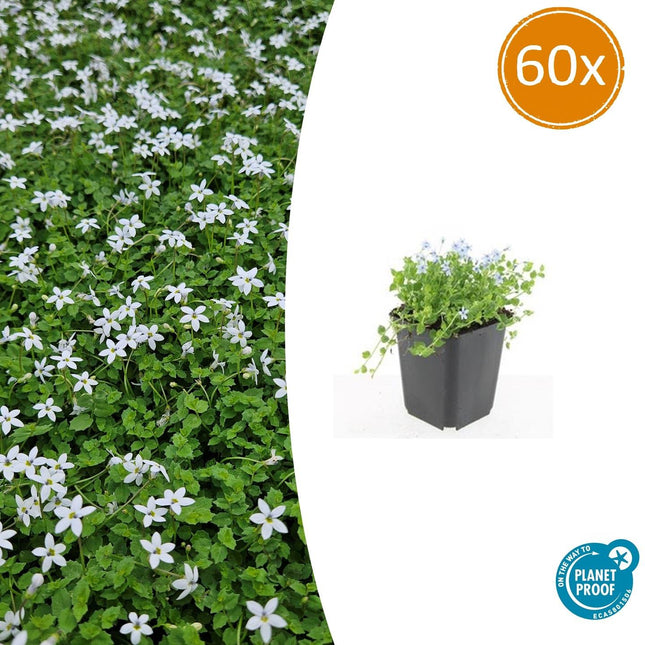 Weisser Bubikopf Isotoma fluviatilis 'Alba' – ↕10-25cm – Ø9cm – 60 Pflanzen – Bodendecker mit weißen Blüten, Halbschatten, Winterhart, Pflegeleicht