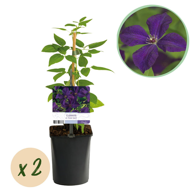 Kletterpflanze Clematis vit. 'Polish Spirit' – Tiefviolette Blüten – 2 Pflanzen – 11 cm x H40 cm – Bis 3 m – Pflegeleicht – Ideal für Garten, Balkon & Pergola