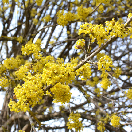 Cornus mas – 12cm – Höhe ca. 35cm – Gelbe Frühjahrsblüte & dunkelgrünes Laub – Laubabwerfender pflegeleichte Kornelkirsche für Beet, Balkon & Terrasse