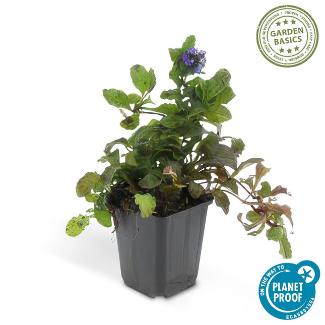 Ajuga reptans – 48 Pflanzen – ↕10-25cm – Ø9cm – Kriechender Günsel – Bodendecker – Halbschatten & Schatten – Pflegeleicht – Bienenfreundlich