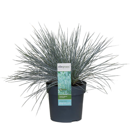 Blauschwingel Festuca glauca Azura Blue Ø14cm – Höhe ca.30cm – silberblaues Ziergras winterhart & immergrün