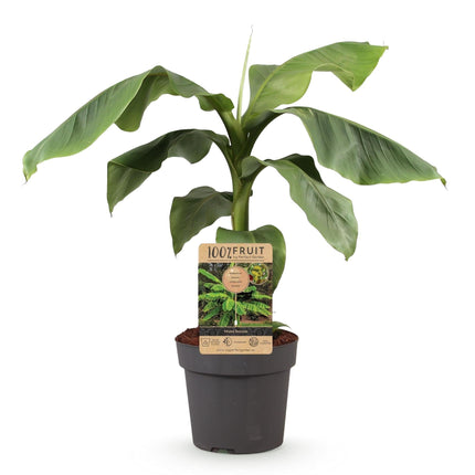 Japanische Faserbanane – Musa Basjoo – Winterharte Bananenpflanze – Ø21cm – Höhe ca. 90cm – Exotische Obstpflanze für Garten & Terrasse