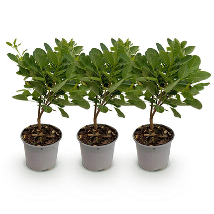 Cotinus coggyria Young Lady – 3 Pflanzen – 12cm – Höhe ca. 35cm