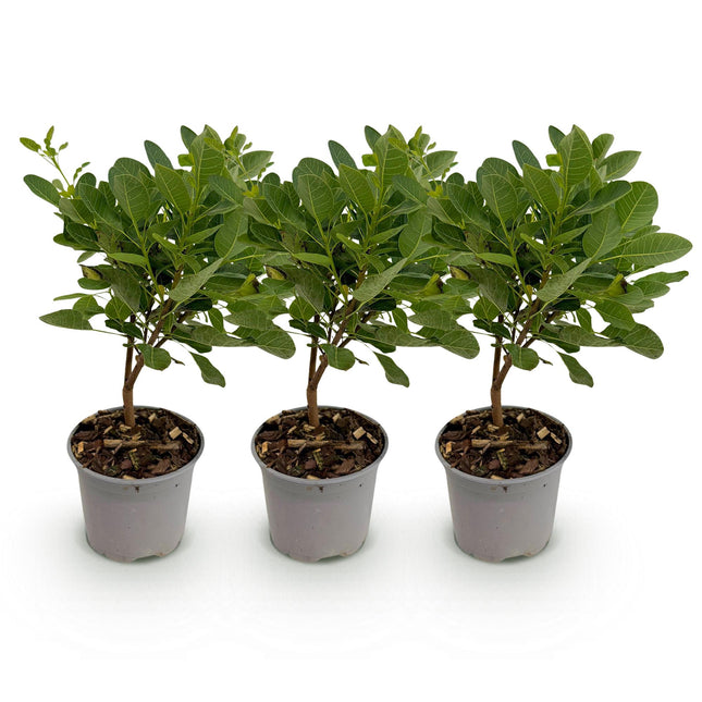 Cotinus coggyria Young Lady – 3 Pflanzen – 12cm – Höhe ca. 35cm