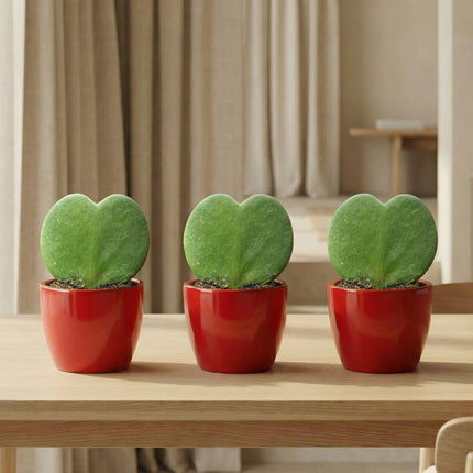 Hoya Kerrii Sweetheart – Herzpflanze im roten Keramiktopf Ø6cm – Mini Geschenkset mit Lutscher – Pflegeleichte Zimmerpflanze