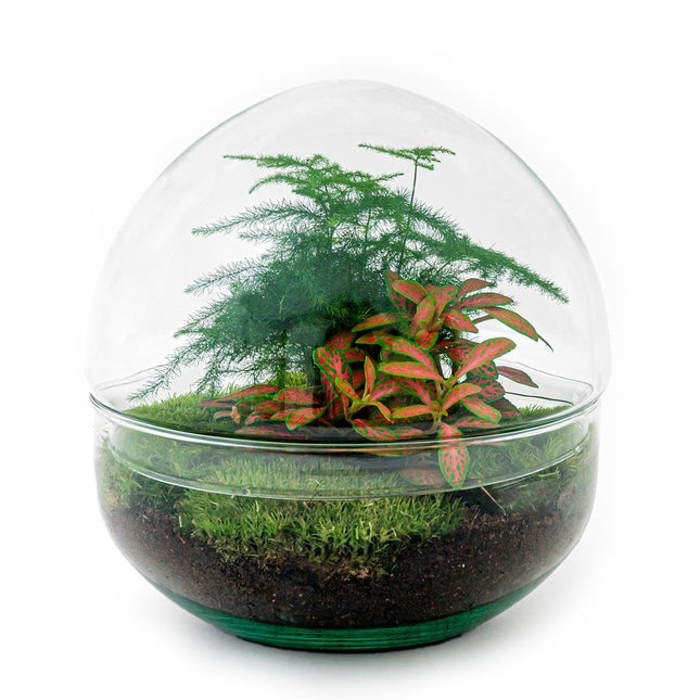 DIY Flaschengarten Set – Dome Glas Rot – Ø20cm x H20cm – Selbstversorgendes Pflanzterrarium mit Fittonia, Spargel & Moos – Mini – Pflegeleicht