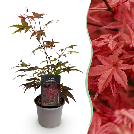 Ahorn Acer palmatum Atropurpureum – 12cm Höhe ca. 35cm – Tiefrote Blätter & eleganter Wuchs – Laubabwerfend & pflegeleicht