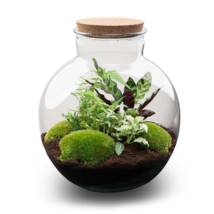 Flaschengarten Bolder Bob – Ø31cm – ↕30cm – DIY Terrarium mit Korkdeckel & Pflanzen – Selbstversorgendes Mini – Ökosystem ohne Werkzeug