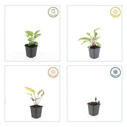 Echinacea purpurea 'Magnus' – 24 Pflanzen – ↕10-25cm – Ø9cm – Purpur – Sonnenhut Staude – Blüte Juli – September – Bienen – Sonniger Standort
