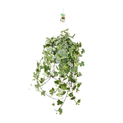 Efeu – Hedera Helix 'Gold Child' – Zimmerpflanze – Ø24cm – Höhe ca. 60cm – Hängend & Rankend – Luftreinigend – Pflegeleicht