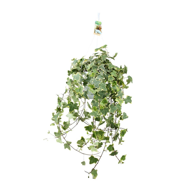 Efeu – Hedera Helix 'Gold Child' – Zimmerpflanze – Ø24cm – Höhe ca. 60cm – Hängend & Rankend – Luftreinigend – Pflegeleicht