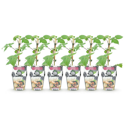 Brombeere Rubus fruticosus Black Satin winterhart 6 Pflanzen Ø9cm Höhe30cm – Saftige Brombeeren für Garten Beet Balkon & Terrasse