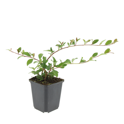 Cotoneaster dammeri – Flach wachsender Bodendecker mit Blüten & Beeren – 48 Pflanzen – ↕10–25cm – Ø9cm – Winterhart & pflegeleicht