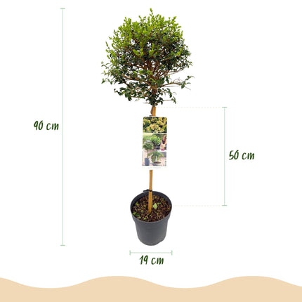 Ligustrum delavayanum Stamm-Pflanze – Immergrün – Pflegeleicht – Ø19 cm – Höhe ca. 90 cm – Sichtschutz & Stil für Terrasse & Balkon