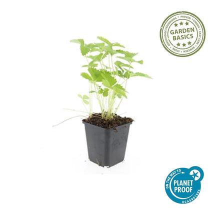 Wald – Erdbeere – Fragaria vesca – ↑10-25cm – Ø9cm – 60 Pflanzen – Süße Früchte, pflegeleichter Bodendecker & Beetpflanze – Vogel