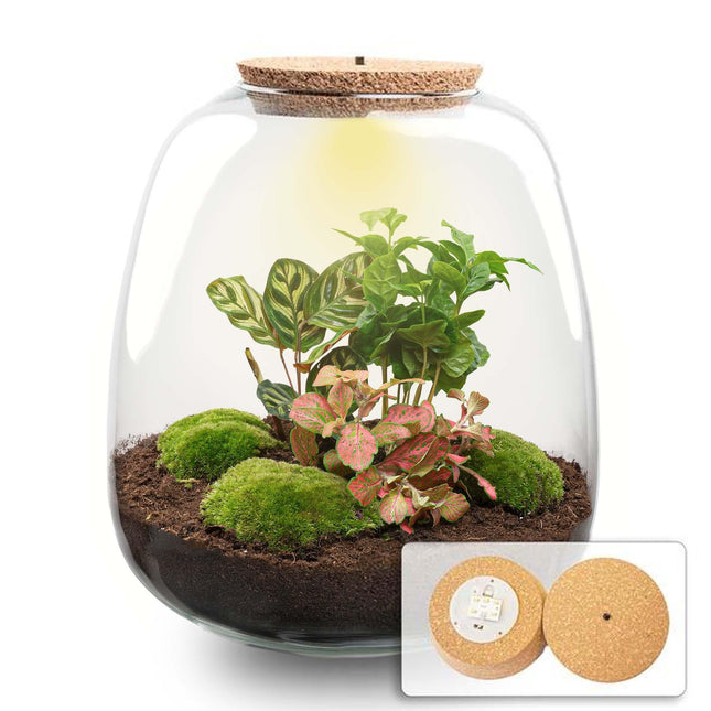 Flaschengarten Emma – Bausatz mit LED – Korkdeckel – Ø23cm ↕25cm – DIY Pflanzenterrarium mit Coffea Red, Calathea & Fittonia – Ökosystem aus Glas