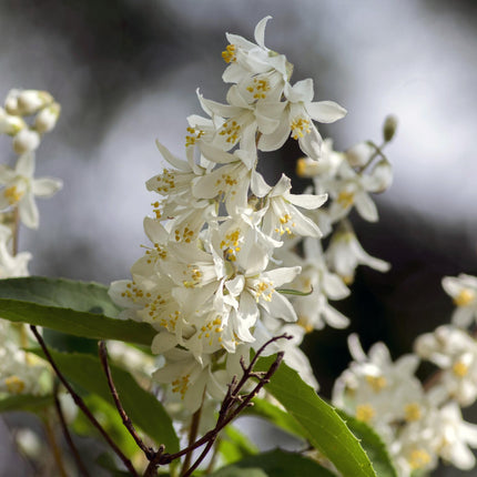 Deutzia Gracilis – Zierlicher Strauch – Blüte Weiß – Bienen- & Schmetterlingsfreundlich – 17 cm x H45 cm – pflegeleicht