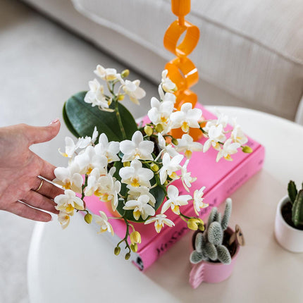 Weiße Phalaenopsis Orchidee Nazaré – Ø9cm – Elegante Zimmerpflanze – Pflegeleicht & Blühfreudig – Ideal für Küche, Wohnzimmer & Büro
