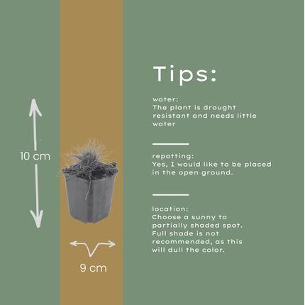 Festuca gautieri Zierschwingel – 6 Pflanzen – Ø9cm – Höhe 10-25cm – Immergrünes Ziergras