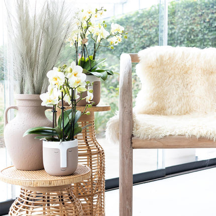 Phalaenopsis Orchidee „Lausanne“ – Weiß – Ø9cm – Zimmerpflanze mit 3 Blütentrieben – Pflegeleicht & elegant – Aus der Blossom-Kollektion