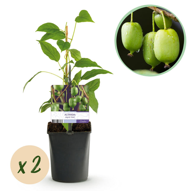 Kiwi Actinidia arguta Issai – 2 Pflanzen 11cm – ca. 40cm hoch – Winterharte Kiwibeere Obstpflanze mit süßen grünen Früchten – Pflegeleicht & kompakt für Garten & Terrasse