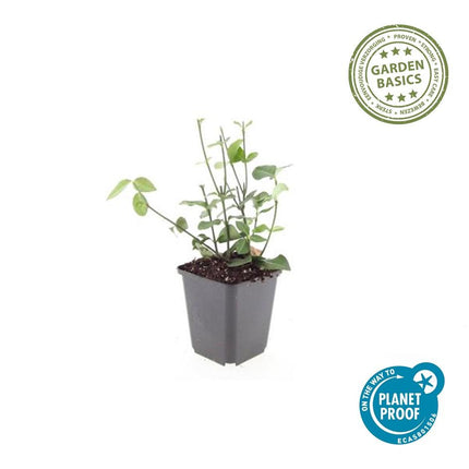Purpur – Kriechspindel – Euonymus fortunei 'Coloratus' – ↕10-25cm – Ø9cm – 60 Pflanzen – Bodendecker – Winterhart & Pflegeleicht – Herbstbeeren