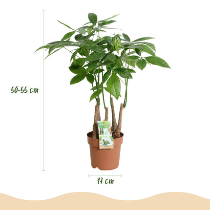 Pachira Aquatica Mehrstamm – 50-55cm – 17cm – Pflegeleichter Geldbaum – Grüne Zimmerpflanze für Wohnzimmer, Büro & Schlafzimmer
