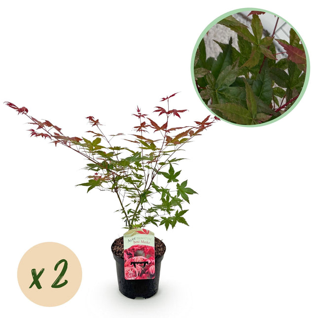 Japanischer Ahorn – Acer palmatum 'Beni Maiko' – 2 Pflanzen – ca. 70cm hoch – Ø19cm – tiefgrünes Laub, herbstlich scharlachrot