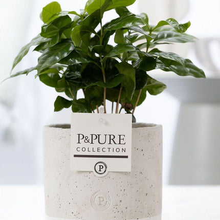 Coffea Arabica in Keramiktopf – Ø12cm ↕20cm – Tropische Zimmerpflanze mit glänzenden Blättern – Kaffeepflanze im modernen Keramiktopf