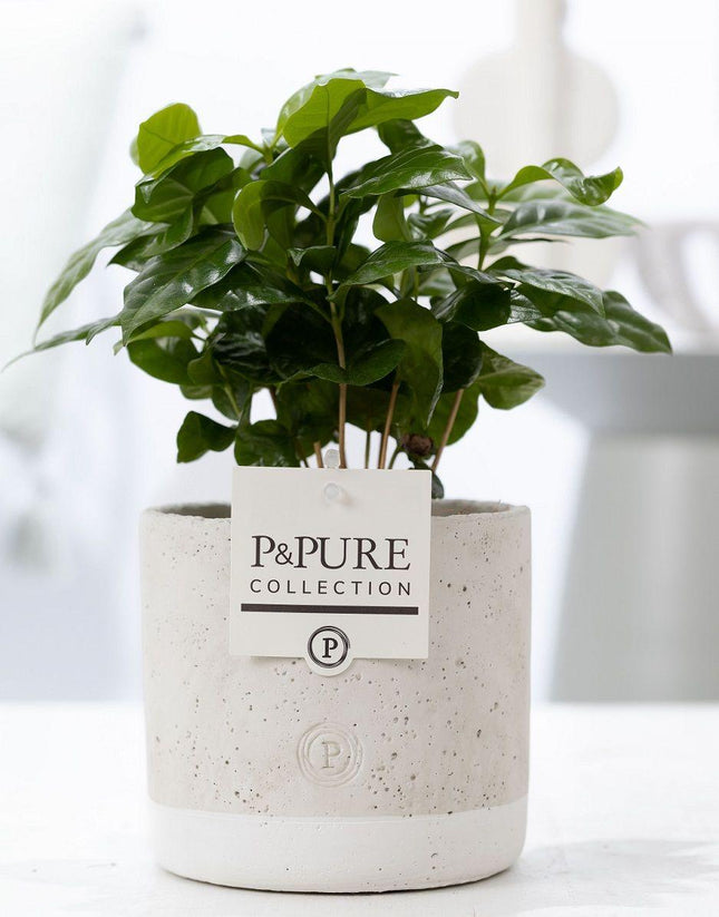 Coffea Arabica in Keramiktopf – Ø12cm ↕20cm – Tropische Zimmerpflanze mit glänzenden Blättern – Kaffeepflanze im modernen Keramiktopf