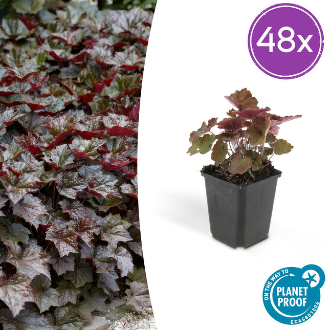 Heuchera mic. 'Palace Purple' – 48 Pflanzen – ↕10-25cm – Ø9cm – Schattengarten Staude – Dunkel – Purpur Blätter – Blüten ab Juli – Bienen