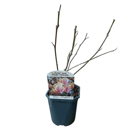 Tulpen – Magnolie Magnolia Soulangiana – Strauch/Baum – Blüten Hellrosa – Frühjahrsblüher – Pflegeleicht – 17cm Höhe 45cm – Für Garten & Terrasse