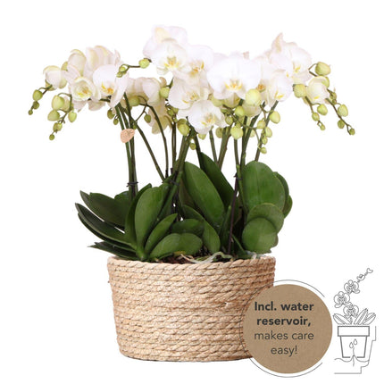 Orchideen Set Weiß im Schilfkorb mit Wassertank – 3 Phalaenopsis Orchidee 12cm + Tillandsie – Deko Orchideen Arrangement mit Bewässerungssystem für Wohnzimmer & Büro