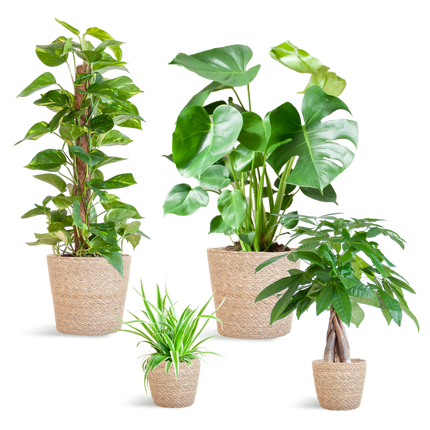 Pflegeleichter Pflanzkasten – medium – Easy Plant Box mit 4 Zimmerpflanzen + Sofia-Korb – wenig Pflege – stilvolle Deko
