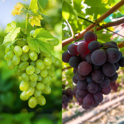Weinrebe – Vitis vinifera Vanessa & Himrod – Kernlose lila & weiße Trauben – 2 Pflanzen – Obstpflanze – 15cm – Höhe 50cm