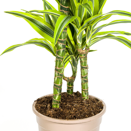 Drachenbaum Dracaena Deremensis Lemon Lime – Zimmerpflanze – Ø21cm – 90-110cm hoch – Schlanke grüne Blätter mit hellgrünem Rand – Pflegeleicht & dekorativ